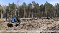 Не испугали ни холод, ни снег. В акции &quot;Дай лесу новае жыццё&quot; приняли участие 60 тыс. белорусов