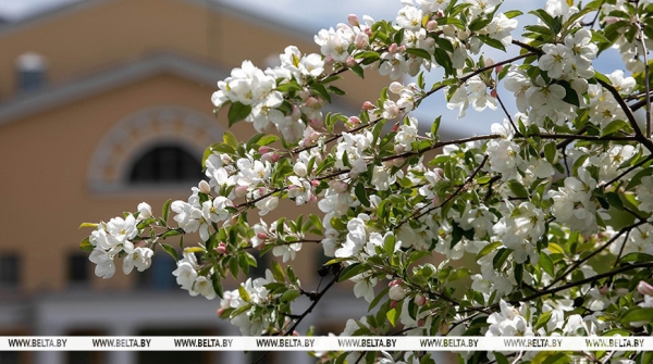 Яблоневые сады высадят по всей стране в честь Года белорусской женщины